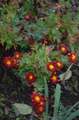 Chrysanthemum-unbekannt-rot.18-2.jpg