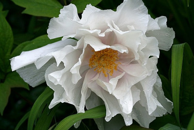St_Paeoniasuffweiss2080507.jpg