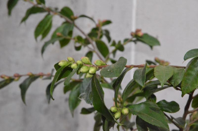 Camellia-Duftglöckchen.18-1.jpg