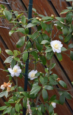 Camellia-SnowFlurry.18-4.jpg