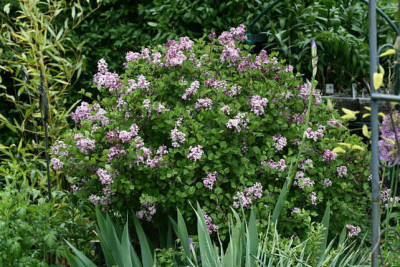 Str_Syringameyeri080507.jpg
