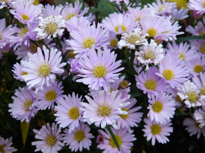 2018-11-02 Aster ericoides 'Cyrill'.jpg
