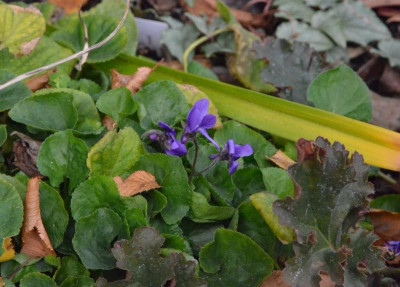 Viola_odorata.18-1.jpg