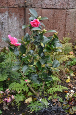 Camellia-ParadiseBelinda.18-3.jpg