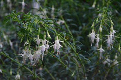 Fuchsia-Hawkshead.18-3.jpg