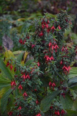 Fuchsia-David.18-5.jpg