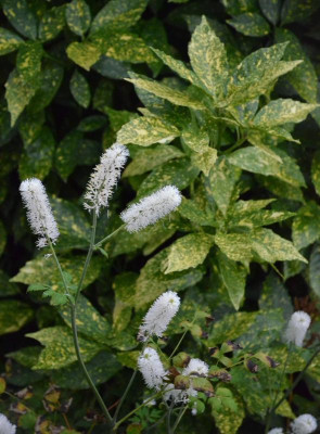 Cimicifuga_simplex.18-2.jpg
