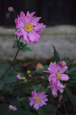Anemone-unbekannt.18-1.jpg
