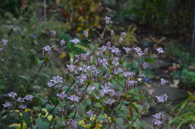 Tricyrtis_formosana.18-4.jpg