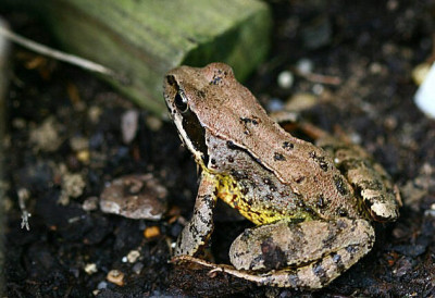 Tiere_Frosch080507.jpg