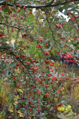 Cotoneaster_francheqttii.18-5.jpg