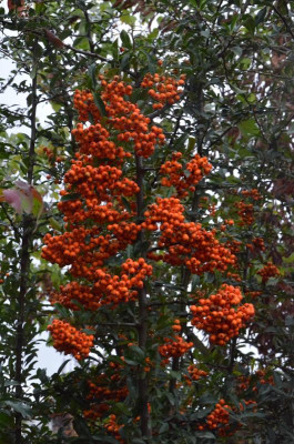 Pyracantha-OrangeCharmer.18-1.jpg