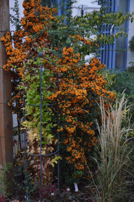 Pyracantha-Teton.18-1.jpg