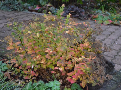 Spirea_japonica-GoldenPrincess.18-1.jpg