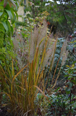 Calamagrostis_brachytricha.18-1.jpg