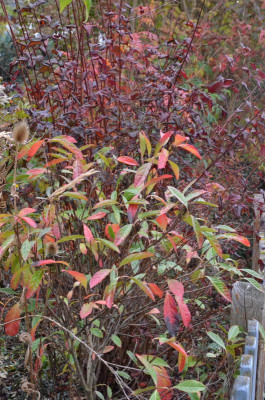 Viburnum_nudum.18-2.jpg