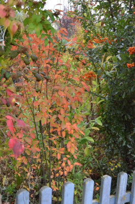 Amelanchier-RainbowPillar.18-1.jpg