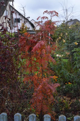 Sorbus-AutumSpire.18-6.jpg