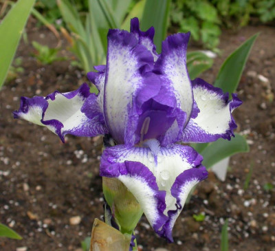 Wiener_Walzer_blau_50.jpg