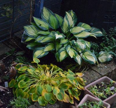Hosta-RememberMe.18-2.jpg