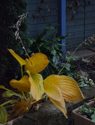 Hosta-unbekannt.18-1.jpg