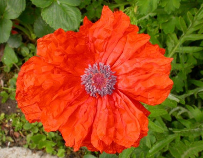 Unbekannter_Mohn_2.jpg