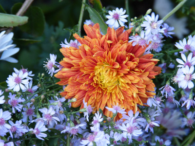 2018-11-02 Chrysanthemum.jpg