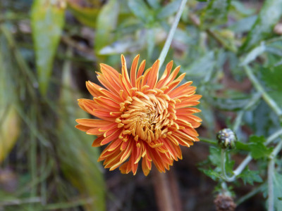 2018-11-02 Chrysanthemum 'Ordensstern'.jpg