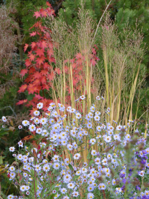 2018-11-02 Gartenimpressionen 1.jpg
