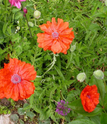 Unbekannter_Mohn_1.jpg