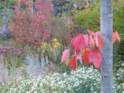 2018-11-02 Gartenimpressionen 4.jpg