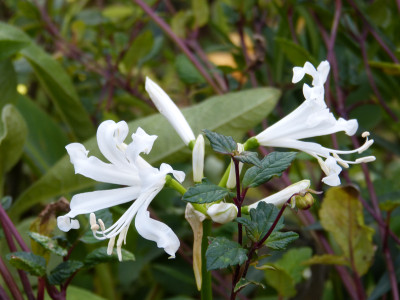 2018-11-02 Nerine.jpg