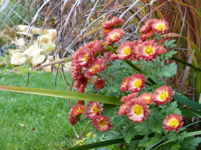 2018-11-02 Chrysanthemum 'Nr. 61'.jpg