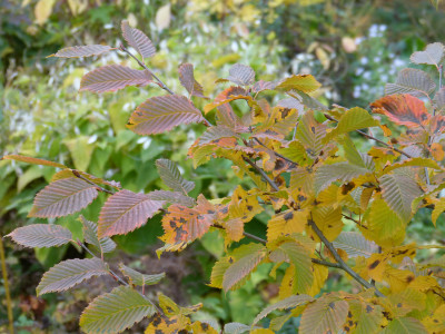 2018-11-02 Carpinus betulus 'Rockhampton Red'.jpg
