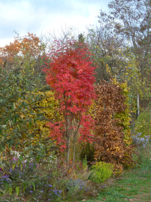 2018-11-02 Sorbus 'Autumn Spire'.jpg