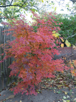 2018-11-02 Acer palmatum.jpg