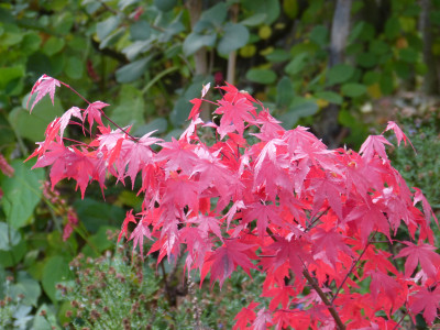 2018-11-02 Acer palmatum Sämling.jpg