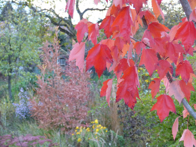 2018-11-02 Acer x freemanii 'Jeffers Red'.jpg
