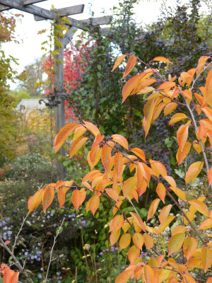 2018-11-02 Prunus yedoensis.jpg
