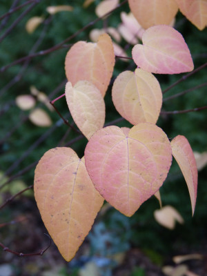 2018-11-02 Cercidiphylum japonicum.jpg