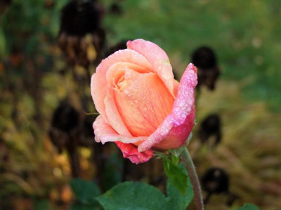 03.11.2018 10-28-51_7668.jpg