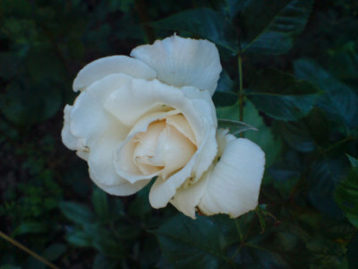 margaret_merrill_07.JPG