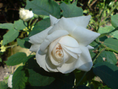 boule_de_neige_07.JPG
