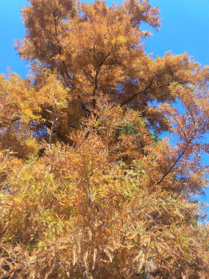 IMG_20181021_144847.jpg