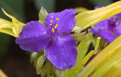 Tradescantia-Sweet-Kate-090.jpg