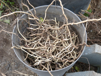 2018-11-03 Rhizome.jpg