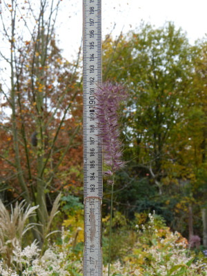 2018-11-03 Pennisetum 'Karley Rose'.jpg
