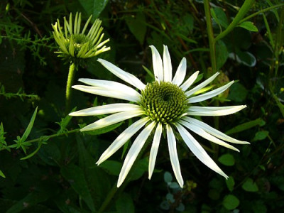 Echinacea_Alba_Blute.jpg
