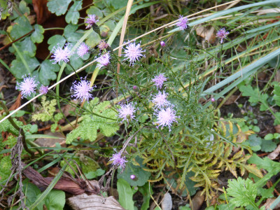 2018-11-03 Serratula seoanei.jpg
