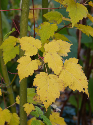 2018-11-03 Acer stachyophyllum.jpg